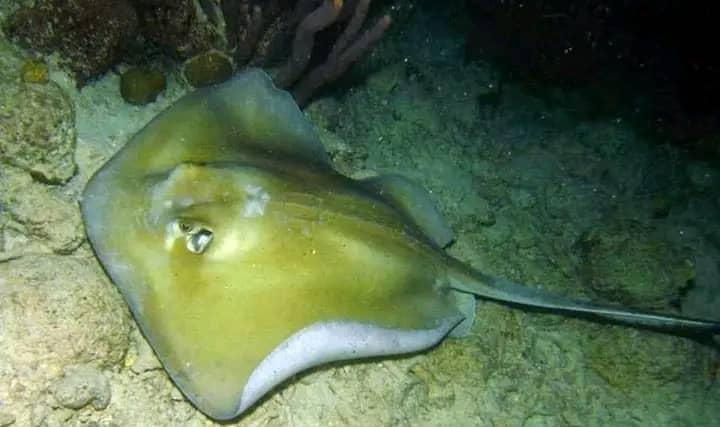 “أبو سفن”.. سمكة تهاجم رواد البحر على امتداد سواحل عدن وأبين وشبوة