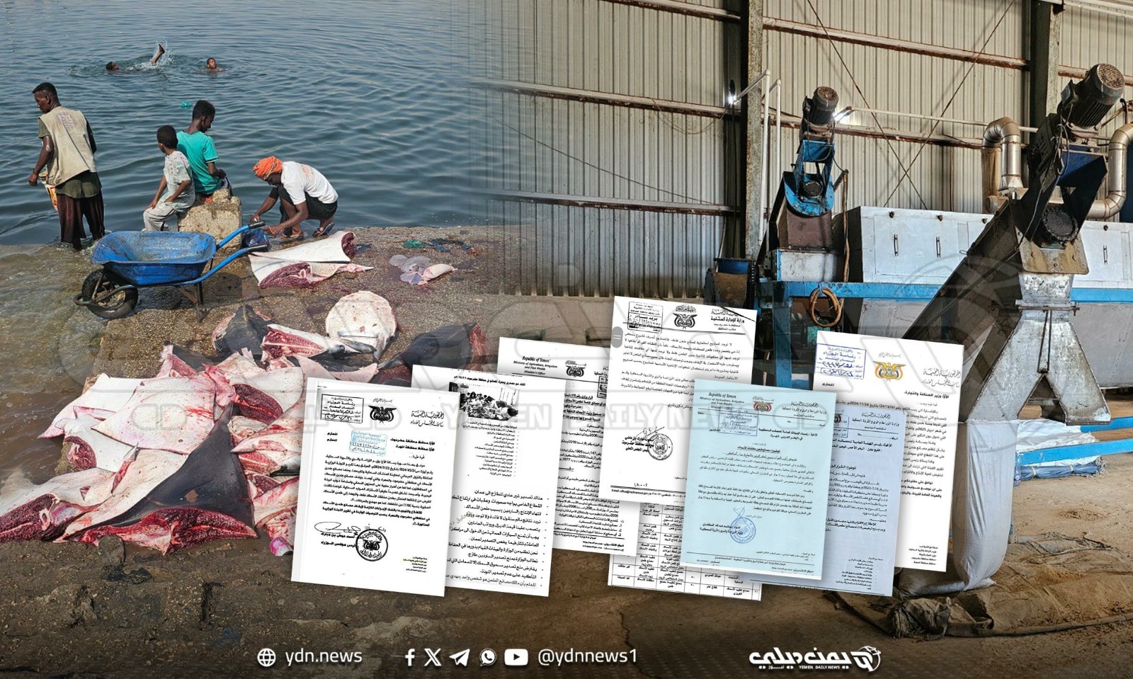 بحر يطحن خلف الأسماء اليمنية.. كيف التهمت الطواحين الإماراتية سردين السواحل الشرقية؟ (تحقيق استقصائي)