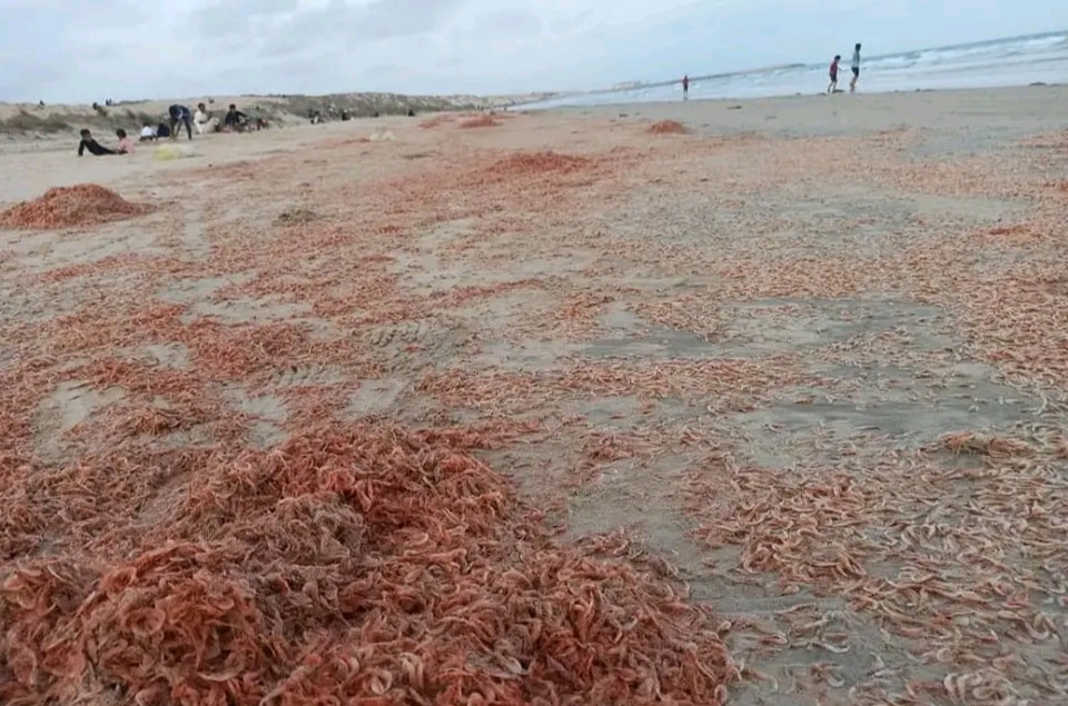 تقرير بيئي: نفوق الجمبري على شاطئ ديطوح بسقطرى ظاهرة طبيعية لا تشكل أي خطر