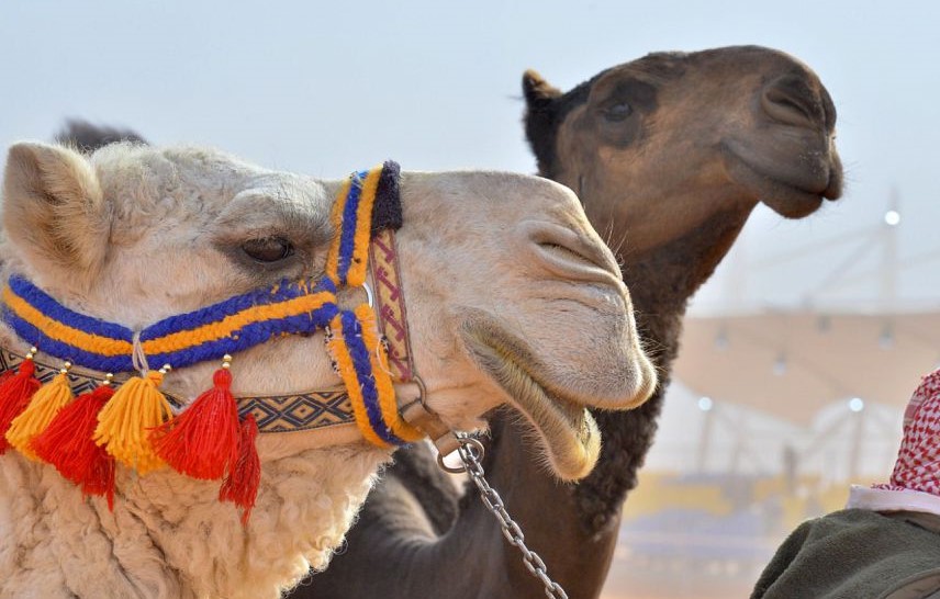 السعودية تدشن “جواز سفر للإبل” لتنظيم القطاع والحفاظ على الملكية
