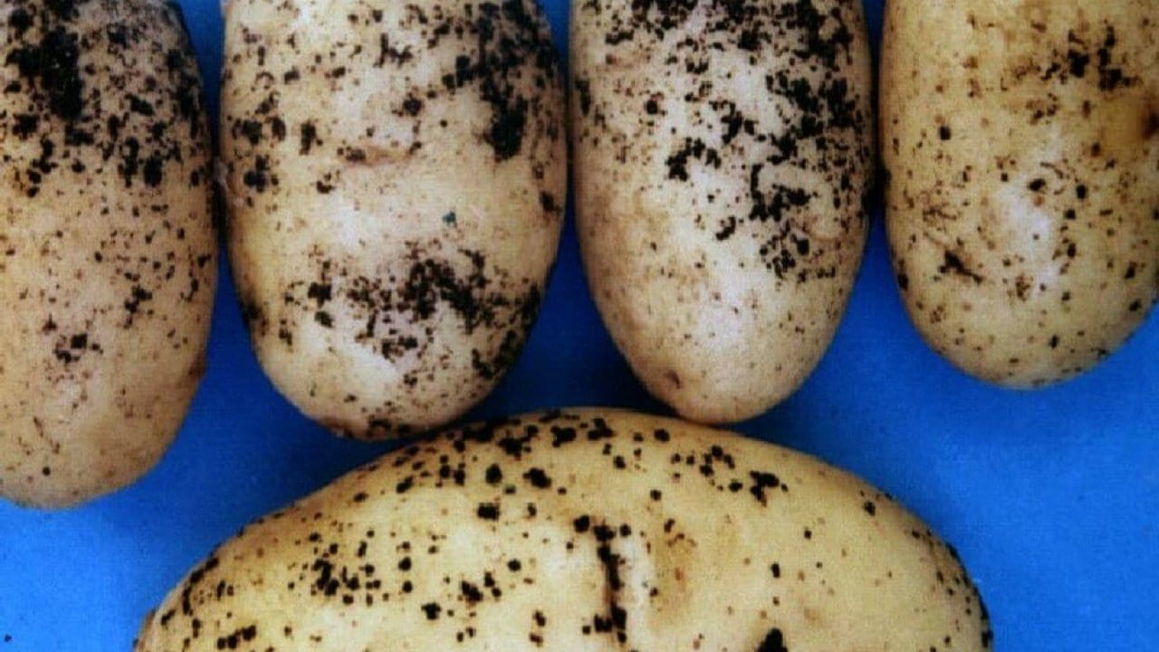 بفعل شحنة ملوثة أدخلها الحوثيون.. أخطر الأمراض الزراعية تصل اليمن وتضرب قاعاً بذمار